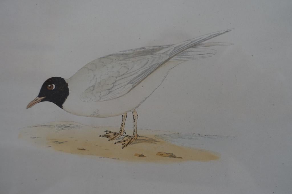 Antieke litho van Kleine Zeemeeuw, Ophalen of Verzenden