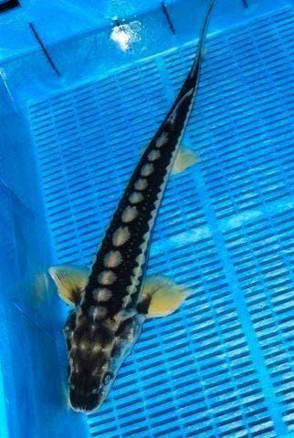 Graskarpers, Zeelt, Blauwe winde, Goudvis, Sarasa, Steur, Dieren en Toebehoren, Vissen | Vijvervissen, Steur