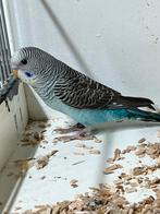 Te koop blauwe  blackwings., Mannelijk, Parkiet, Geringd