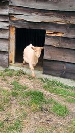 Dwergbokje, Dieren en Toebehoren, Schapen, Geiten en Varkens, Mannelijk, Geit, 0 tot 2 jaar