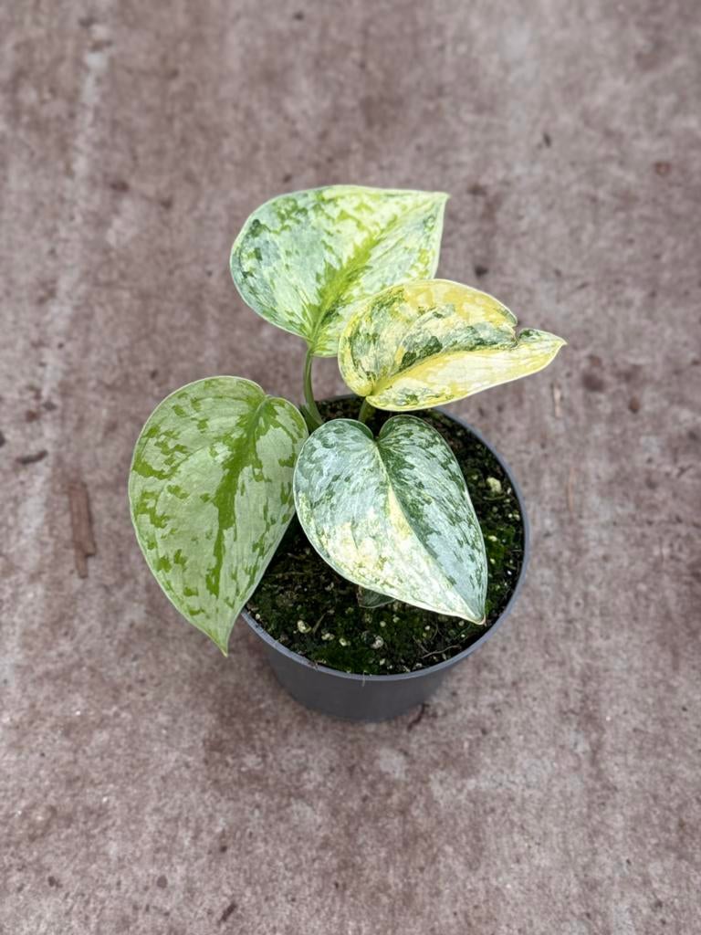 Scindapsus Geulis, Ophalen of Verzenden, Halfschaduw, Minder dan 100 cm