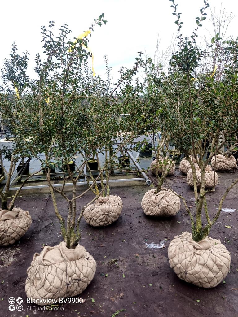 Meerstammige Osmanthus burkwoordii struik schijnhulst, Tuin en Terras, Planten | Bomen, Volle zon, 100 tot 250 cm, Zomer, Overige soorten