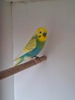 Regenboog parkieten, Dieren en Toebehoren, Vogels | Parkieten en Papegaaien, Meerdere dieren, Parkiet