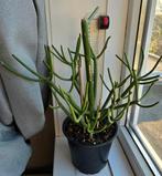 Potloodplant (Euphorbia tirucalli), Vetplant, Ophalen of Verzenden, In pot, Minder dan 100 cm