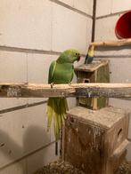 Te koop halsband parkiet, Dieren en Toebehoren, Vrouwelijk, Parkiet