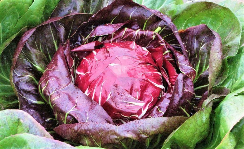Radicchio zaden, Verzenden, Zaad