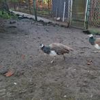 Blauwe pauwhen kuiken te koop, Dieren en Toebehoren, Pluimvee, Vrouwelijk, Overige soorten