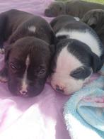️ Pups te koop. Vader american bully, moeder pitbull/america, Parvo, 8 tot 15 weken, Meerdere, Meerdere dieren