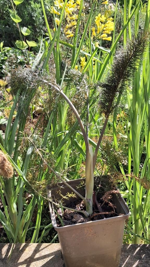 Venkel venkelzaad tuinplant moestuin, Tuin en Terras, Ophalen, Overige soorten, Volle zon
