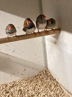 Zebravinken, Dieren en Toebehoren, Vogels | Overige Vogels, Meerdere dieren