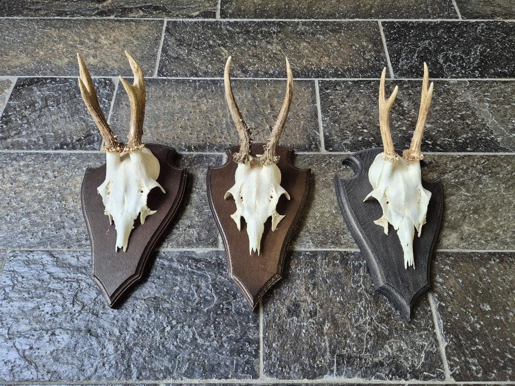 3 Prachtige Ree Geweien samen € 21 jacht hut mancave g69, Verzamelen, Dierenverzamelingen, Zo goed als nieuw, Gewei of Kop, Hert