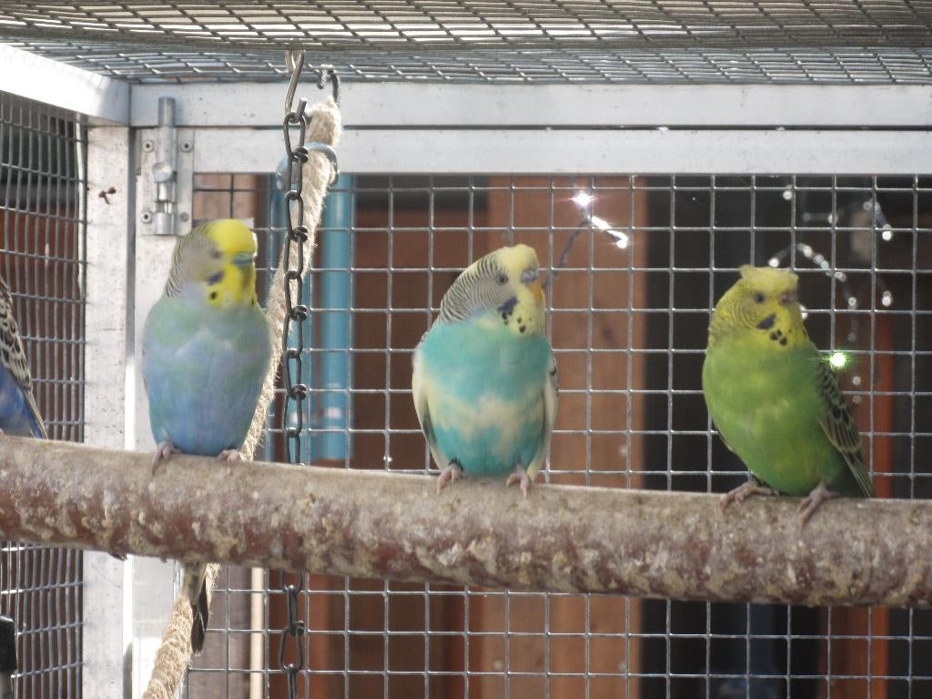 grasparkieten, Dieren en Toebehoren, Vogels | Parkieten en Papegaaien, Meerdere dieren, Parkiet, Geringd