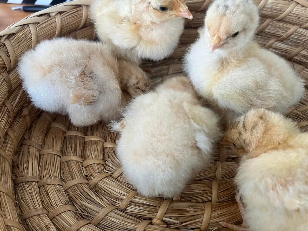 Raszuivere orpington buff kuikens, Dieren en Toebehoren, Pluimvee, Meerdere dieren, Kip