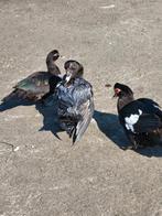 Muskuseenden., Dieren en Toebehoren, Pluimvee, Meerdere dieren, Eend