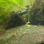 Albino ancistrus, Vis