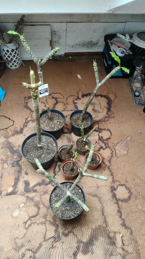 Plumeria 9 planten totaal, Zie Omschrijving, Tuin en Terras, Planten | Tuinplanten, Ophalen, Overige soorten, Volle zon