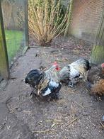 Twee Cochin haantjes, Dieren en Toebehoren, Pluimvee, Mannelijk, Kip