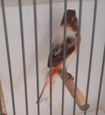 Te koop man Harlekijn, Dieren en Toebehoren, Mannelijk, Postuurkanarie
