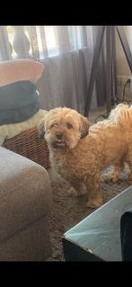 Boomer hond, 6 jaar of ouder, Reu, Parvo, Eén hond