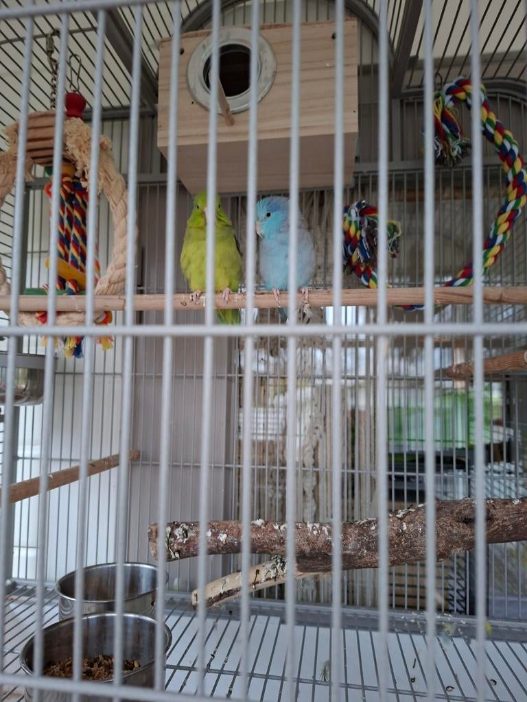 Broedkoppel forpussen, Dieren en Toebehoren, Vogels | Parkieten en Papegaaien, Mannelijk, Parkiet