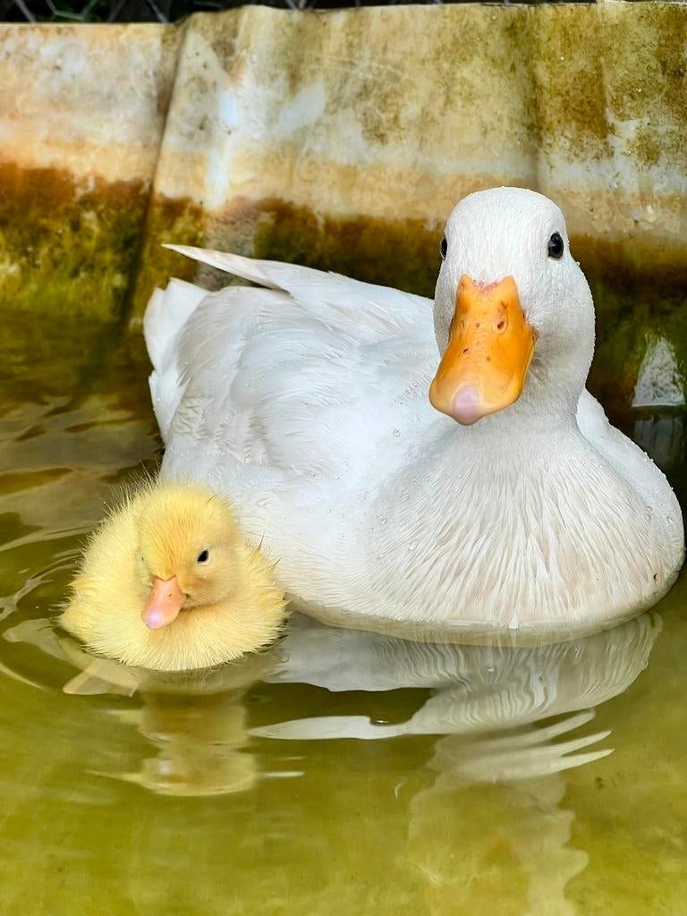 Hollandse WITTE kwaker kuikens (binnenkort beschikbaar), Dieren en Toebehoren, Pluimvee, Eend, Meerdere dieren