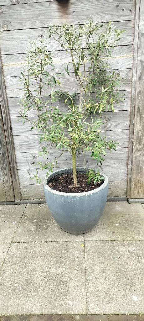 Olijfboom op stam, Bloeit niet, 100 tot 250 cm, Olijfboom, Ophalen