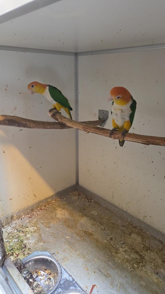 GEZOCHT Zwartkop en Roestkop caiques, Dieren en Toebehoren, Vogels | Parkieten en Papegaaien, Meerdere dieren, Papegaai, Geringd