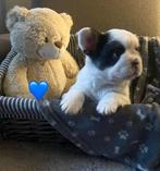 Franse bulldog fluffy en korthaar pups, Parvo, 8 tot 15 weken, Bulldog, Meerdere