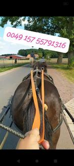 We verkopen onze pony's en paarden, Merrie, Met stamboom, Niet van toepassing, A pony (tot 1.17m)