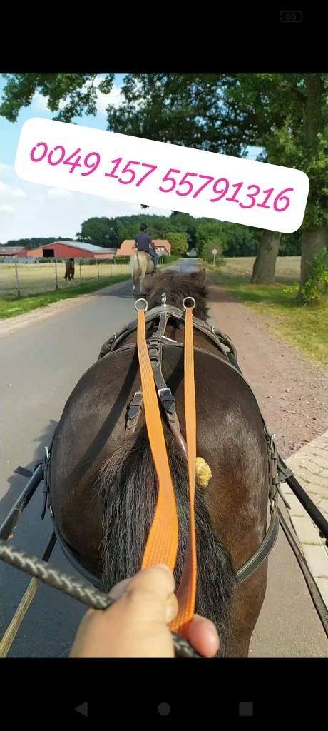 We verkopen onze pony's en paarden, Dieren en Toebehoren, Pony's, Merrie, Niet van toepassing, A pony (tot 1.17m), Tuigpony, 3 tot 6 jaar