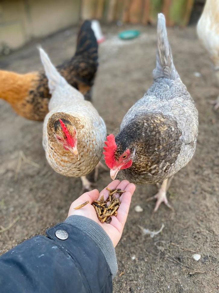 Toompje kippen henen te koop lief, Dieren en Toebehoren, Pluimvee, Kip, Meerdere dieren