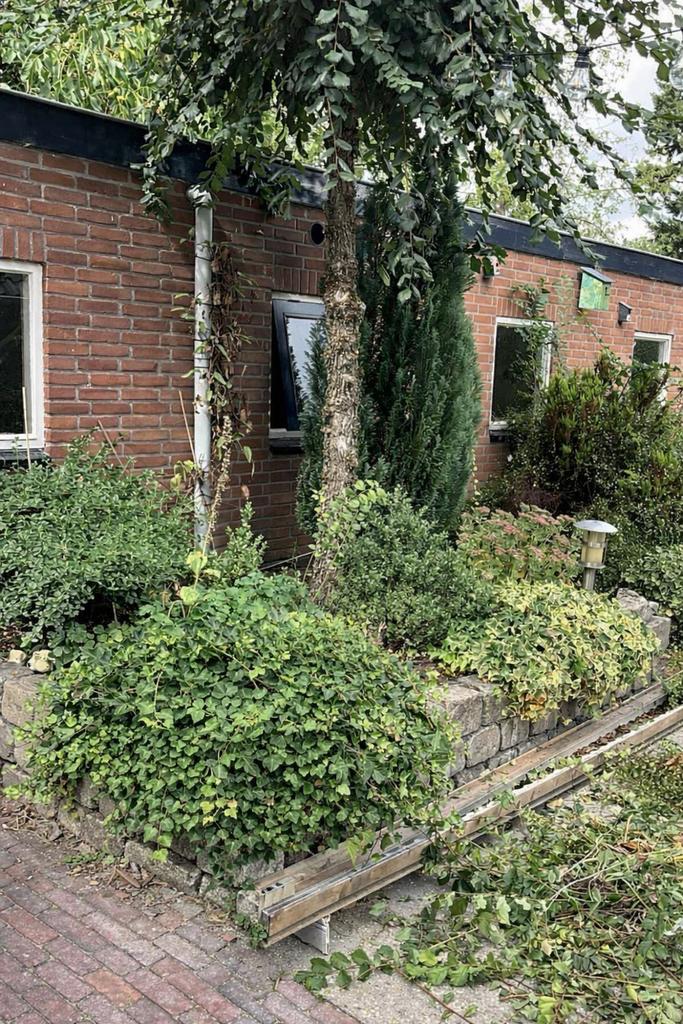 Gratis af te halen boom (type onbekend) al uitgegraven, Tuin en Terras, Overige soorten, Lente, 250 tot 400 cm, Ophalen