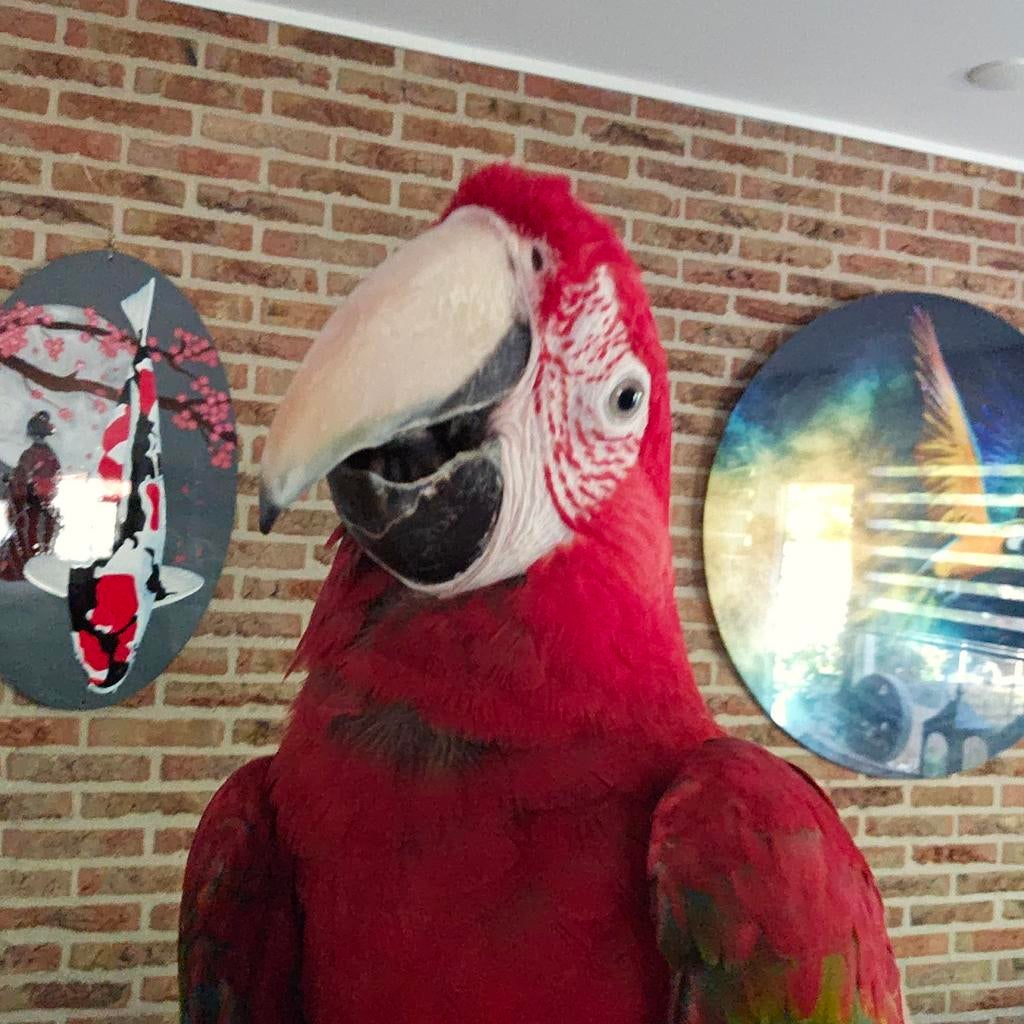 Groenvleugel ara man papegaai en bg pop, Dieren en Toebehoren, Vogels | Parkieten en Papegaaien, Papegaai, Meerdere dieren, Pratend