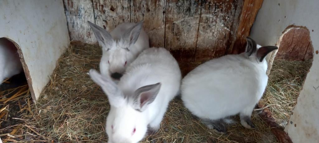 4 jonge calafornia konijnen in 1 koop, Dieren en Toebehoren, Konijnen, Meerdere dieren