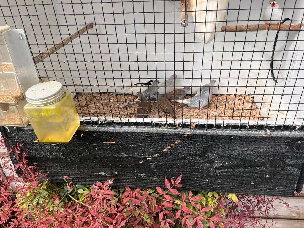 Diamantduifjes, 6 stuk, Meerdere dieren