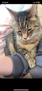 Gezellige familie kat, Kater