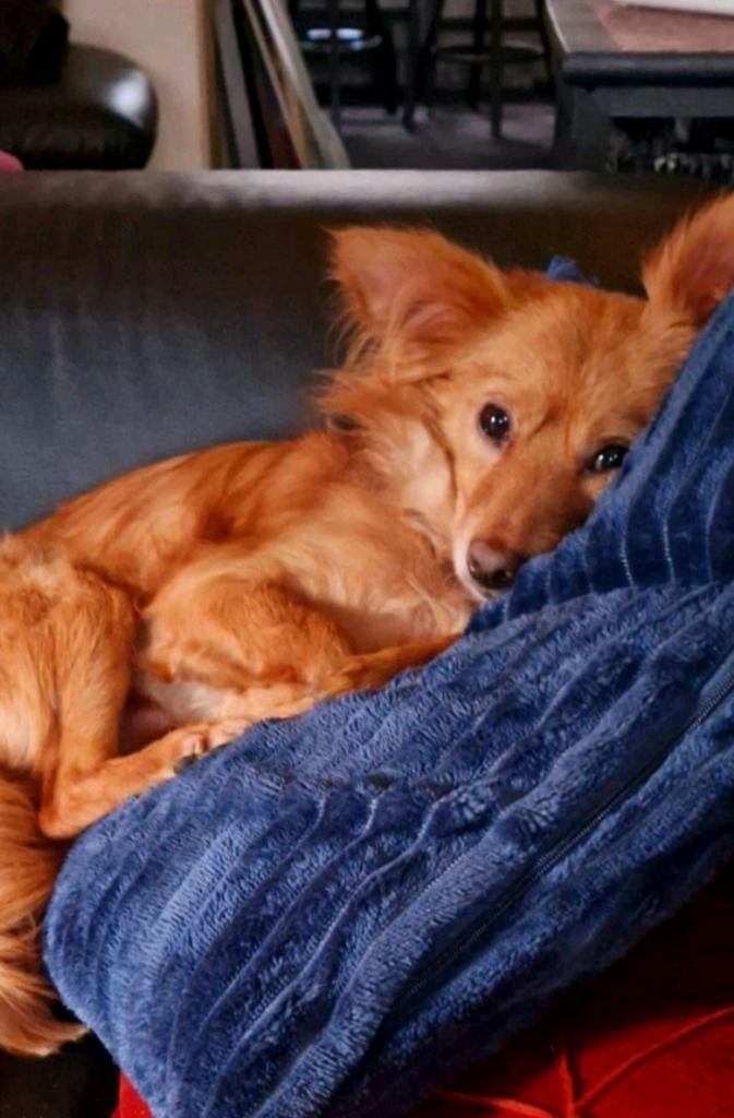 SPOED ! Oppas gezocht Beverwijk centrum, Dieren en Toebehoren, 6 jaar of ouder, Parvo, Reu, Eén hond