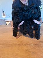 Te koop aangeboden Shihpoo pups, Overige rassen, 8 tot 15 weken, Meerdere, Meerdere dieren