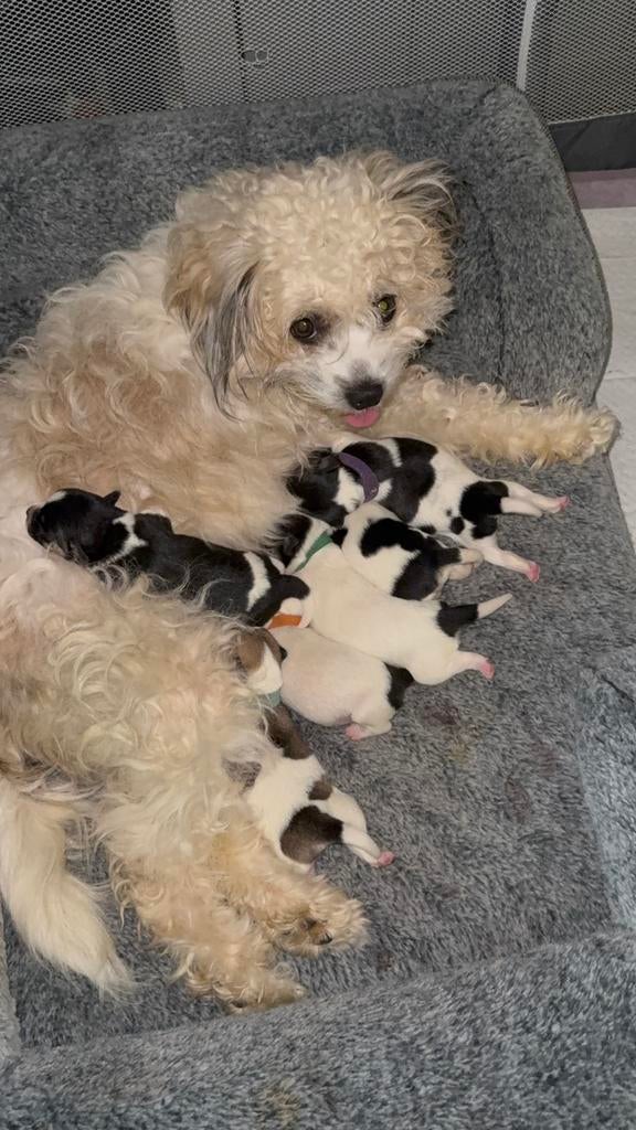 Puppy’s te koop, Dieren en Toebehoren, Overige rassen, 8 tot 15 weken, Meerdere, Meerdere dieren
