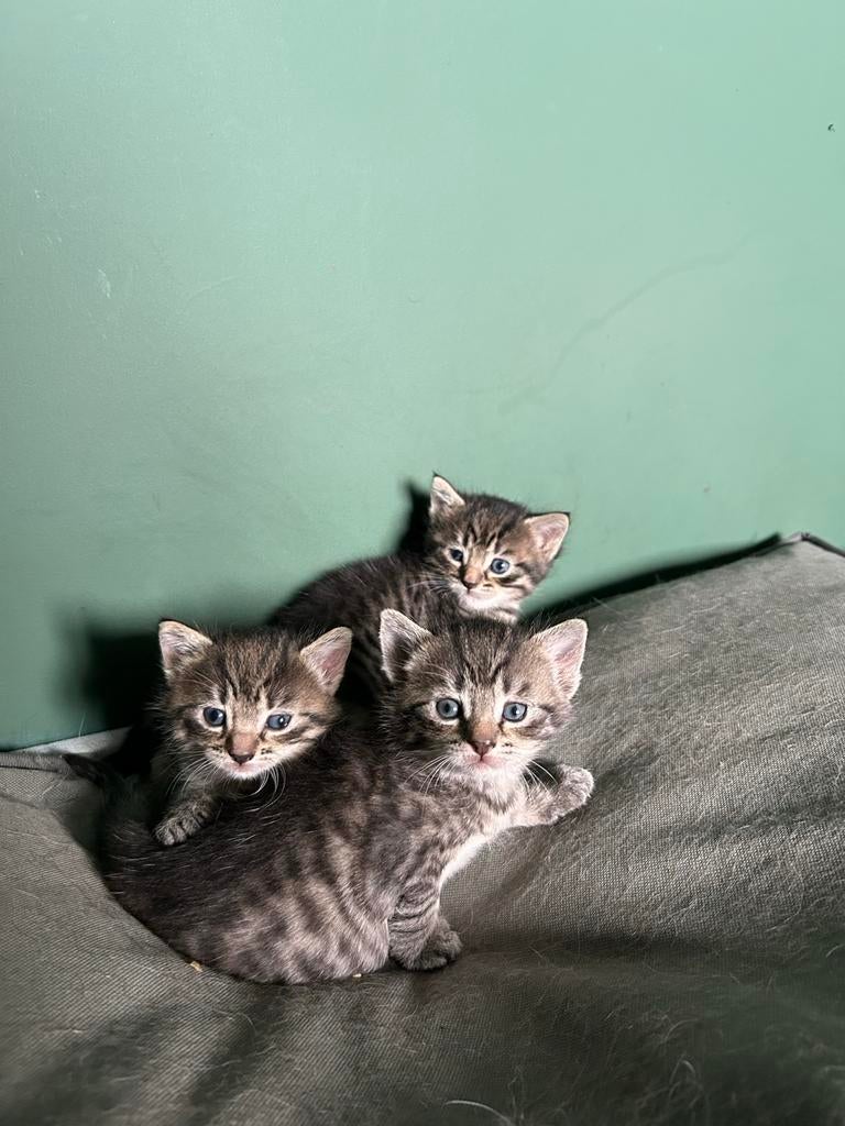 Prachtige kittens te koop, Dieren en Toebehoren, Katten en Kittens | Overige Katten, Meerdere dieren, Kortharig, 0 tot 2 jaar