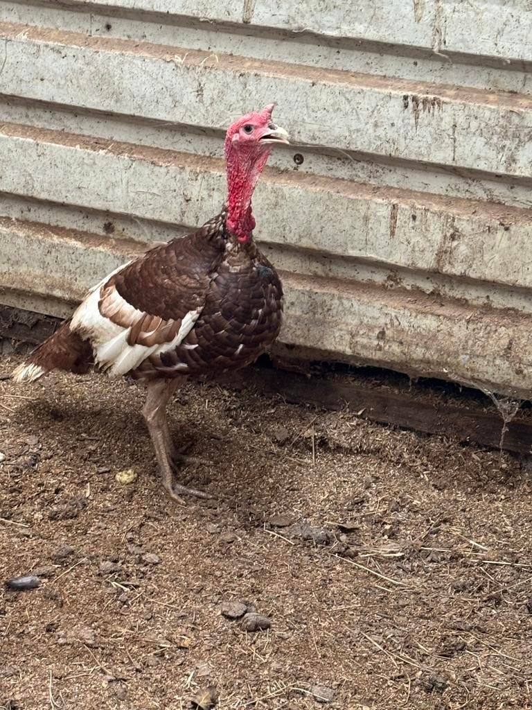 Broedeieren rode ardenner, Geslacht onbekend, Eend