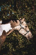 Super leuke 4 jarige ruin, Dieren en Toebehoren, Pony's, Ruin, Zadelmak, 3 tot 6 jaar, Westernpony