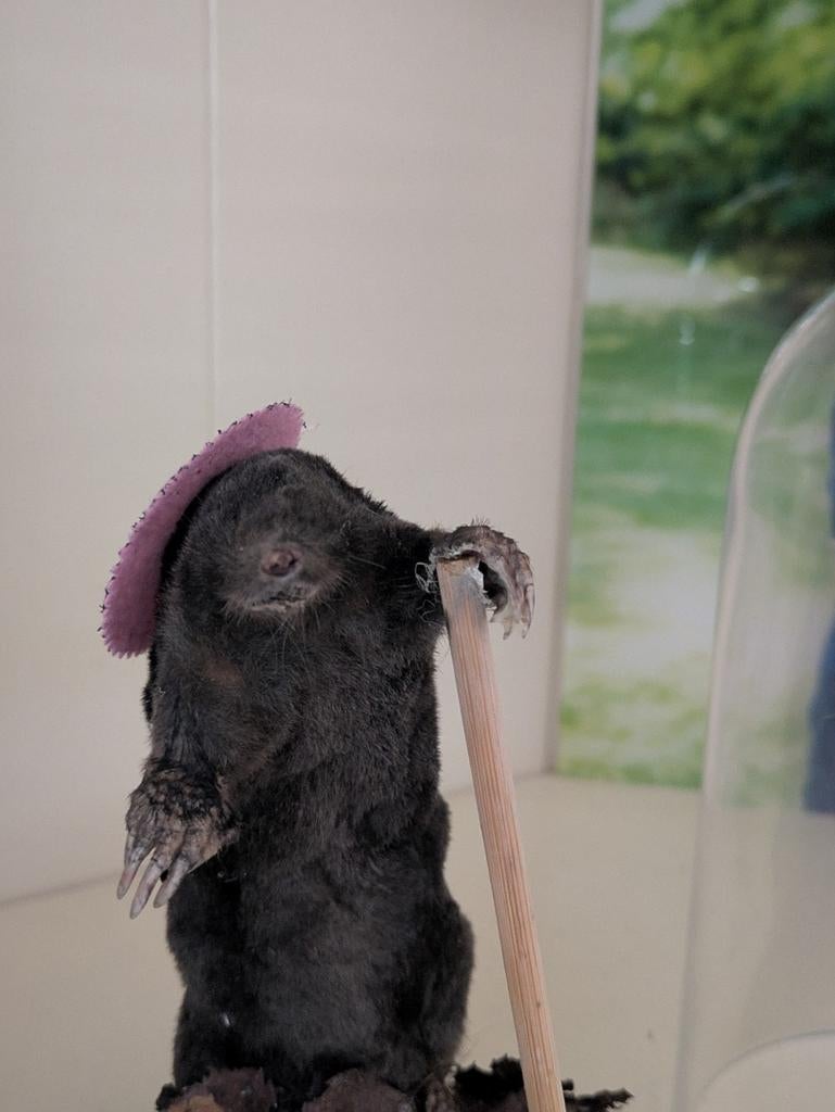 Mol taxidermie, Ophalen of Verzenden, Insect, Opgezet dier