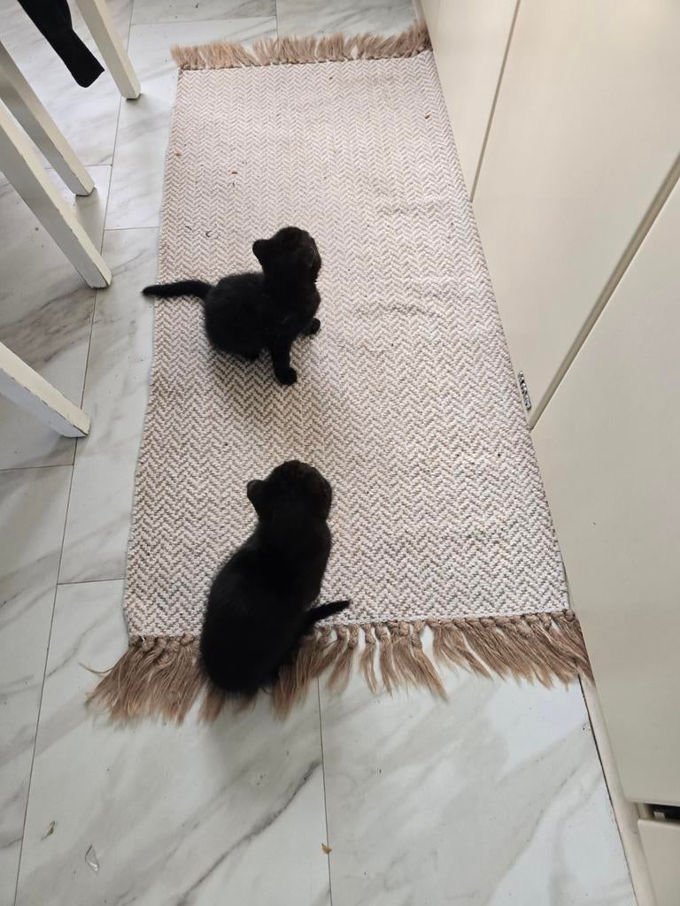 Kittens, Ophalen of Verzenden, Zo goed als nieuw