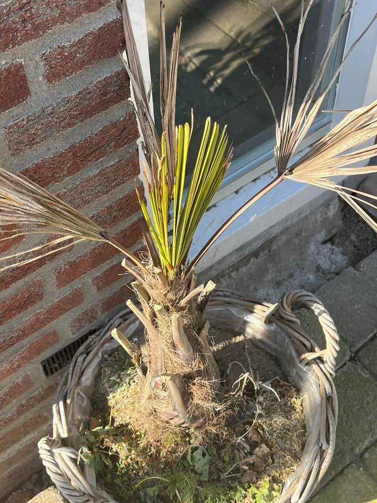 Gratis palm aangeboden, Ophalen, Palm, Halfschaduw, Minder dan 100 cm