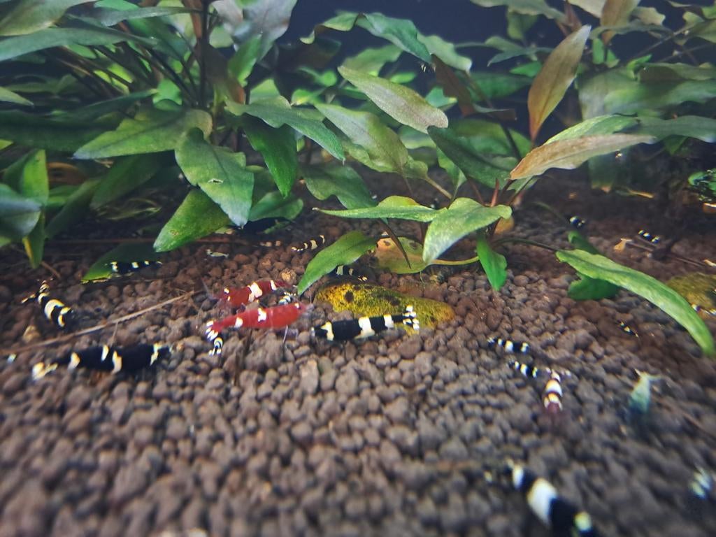 taiwan bee garnalen (ook verzenden), Dieren en Toebehoren, Vissen | Aquariumvissen, Zoetwatervis, Kreeft, Krab of Garnaal, Schoolvis