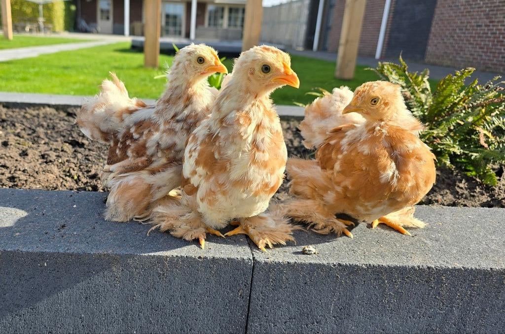 Mooie Cochin Kriel hennetjes!, Dieren en Toebehoren, Vrouwelijk, Kip
