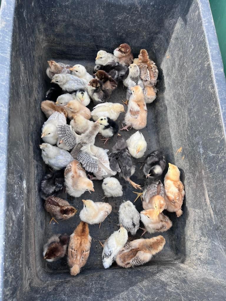 Kuikens, Dieren en Toebehoren, Pluimvee, Geslacht onbekend, Kip