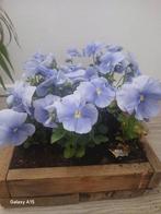 Bak met violen nu voor 3.00, Ophalen, Hout