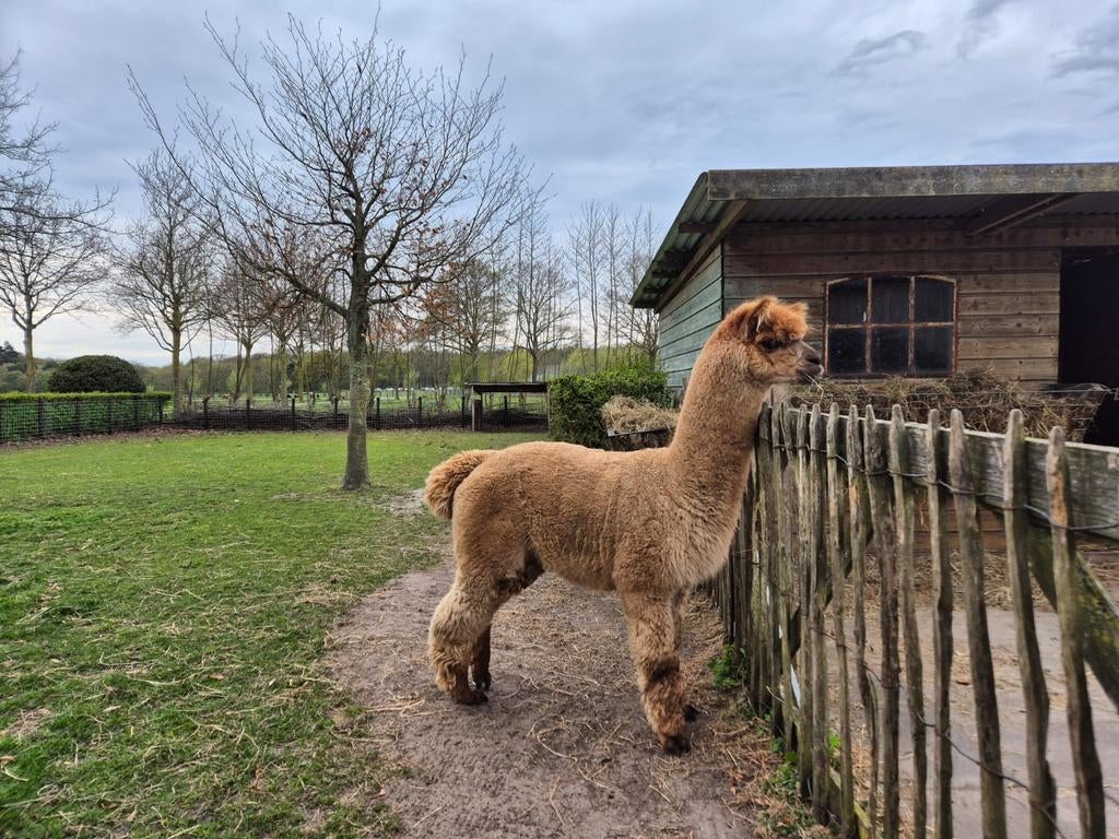 Alpaca hengst, Dieren en Toebehoren, Overige Dieren, Juni, Mannelijk